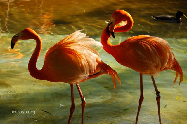 Фламинго – живое олицетворение музыки