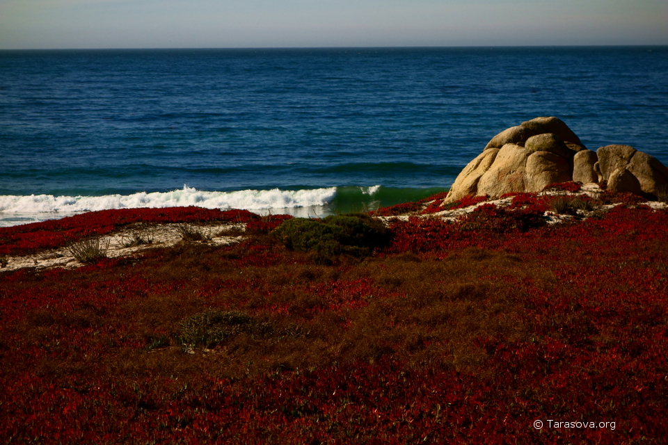 Цветы красным ковром покрыли песочный берег