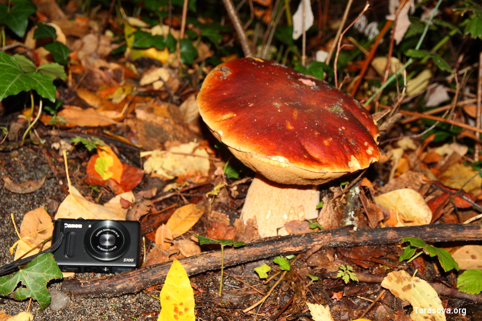 Обнаружили большой гриб неизвестного наименования