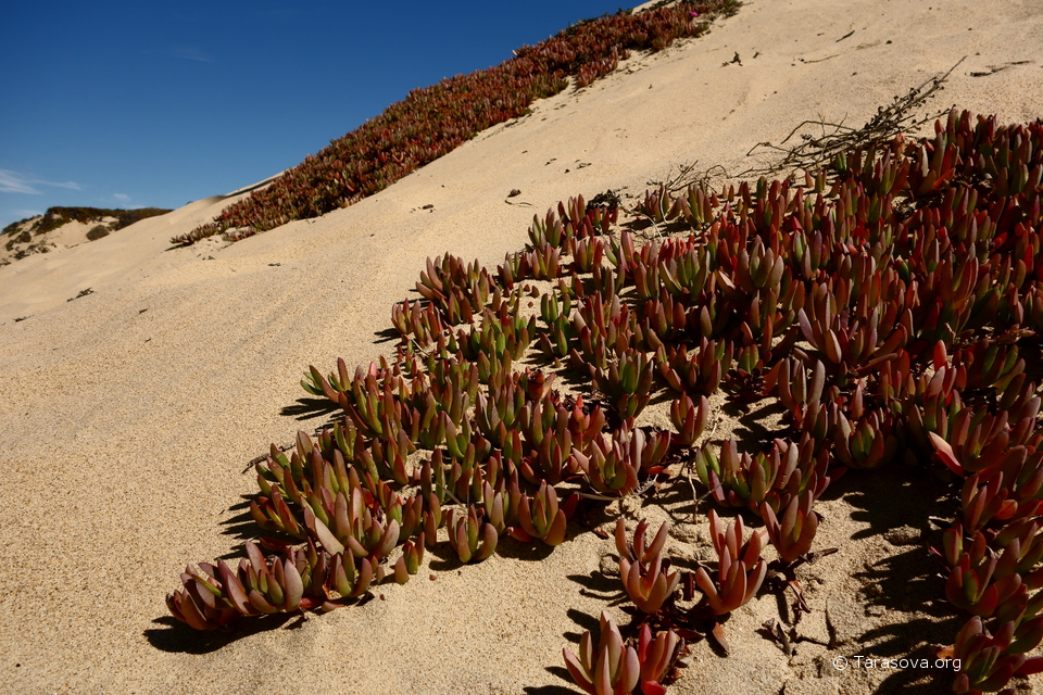Южно-Африканское растение Iice Plant быстро вытеснило калифорнийские