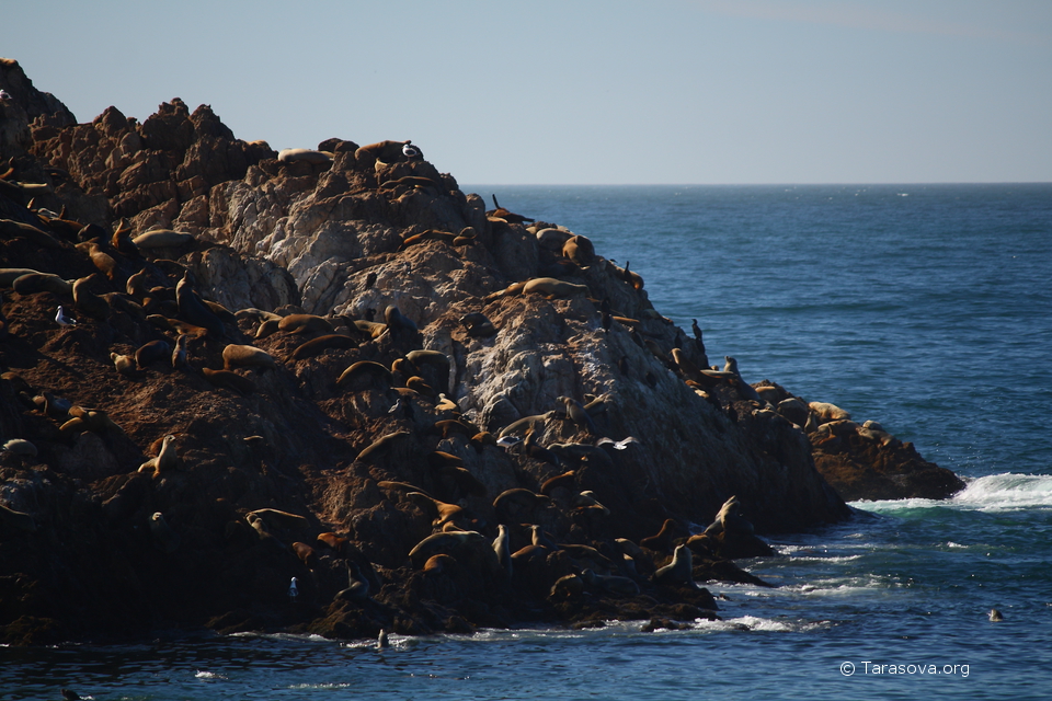 На огромных скалах, выступающих из воды разместились морские львы