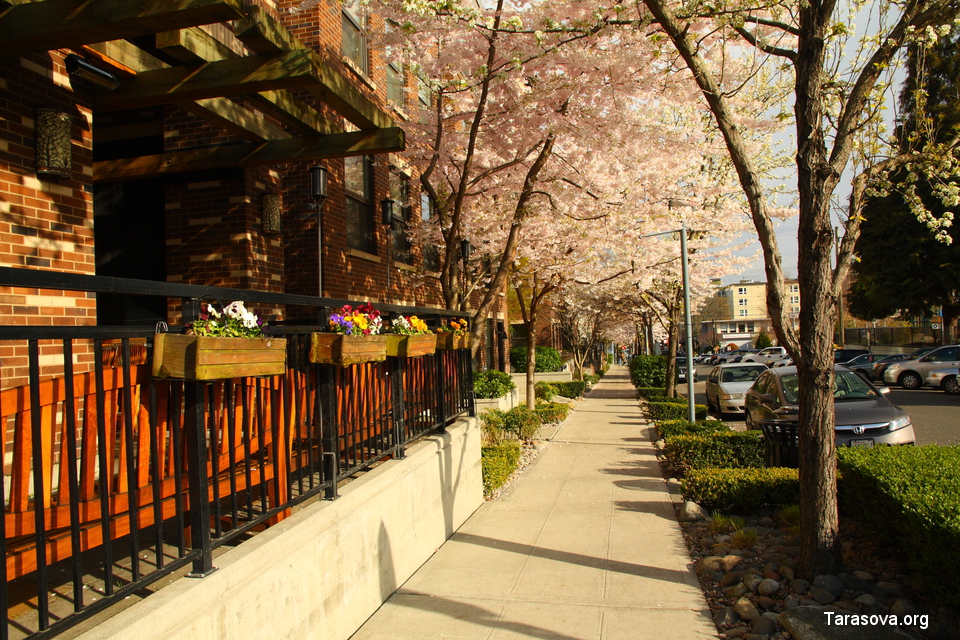 Весна на улице Minor Ave N