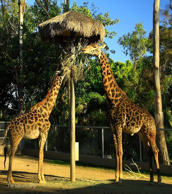 Высокий обеденный столик у жирафов