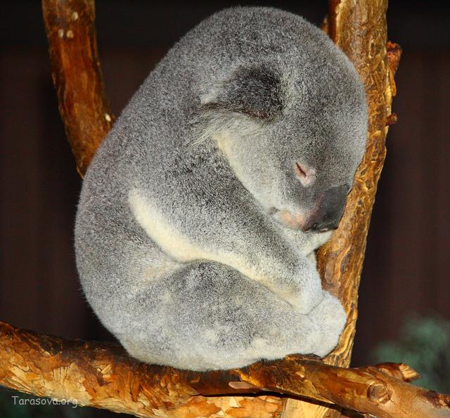 Внешний облик коалы вызывает умиление