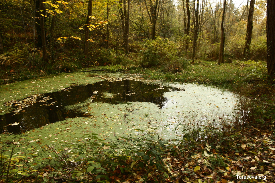 Вода в болотце кажется совсем черной, тихой, только легкий ветерок пробегает и тревожит листья на поверхности воды