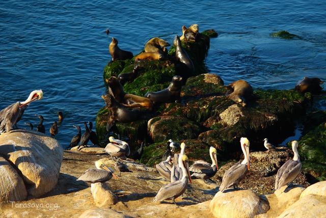  По соседству с морскими львами обитает большая стая пеликанов 
