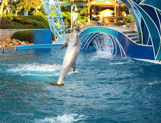 Шоу с дельфинами 