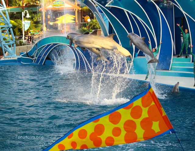  В SeaWorld San Diego существует пять видов дельфинов 