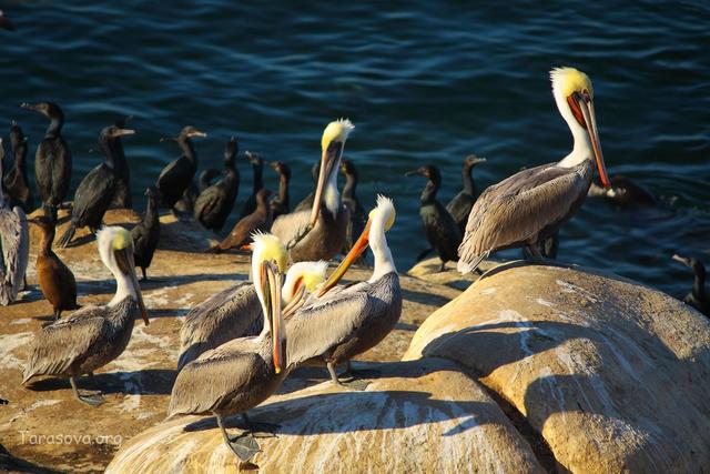  Вместе с пеликанами - другая стая больших чёрных птиц 