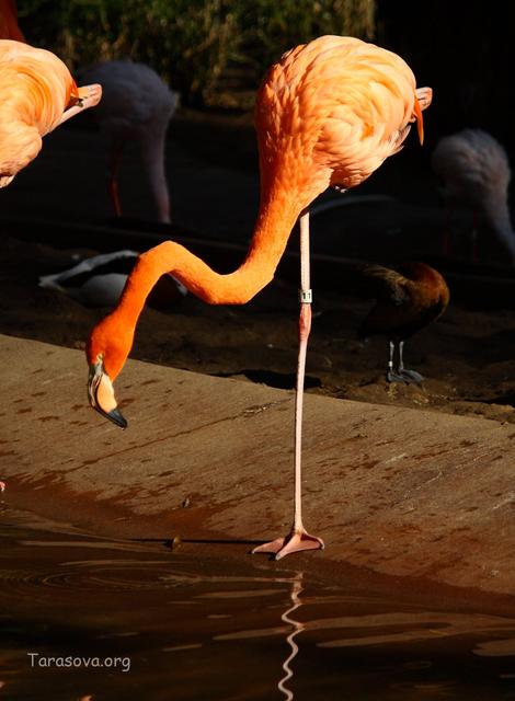 ’’одноногий’’ фламинго