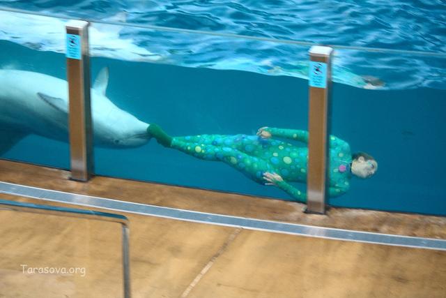Дельфин и дрессировщица плывут под водой, крутясь вокруг своей оси