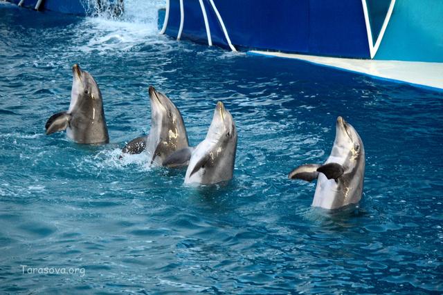 Дельфины танцуют