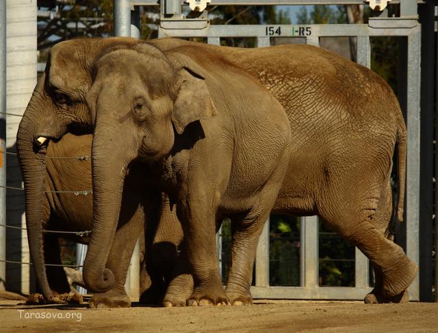  Слоны — уникальные по своей анатомии и физиологии животные 