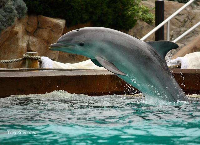 Дельфины счастливы, сыты, довольны и весьма артистичны 
