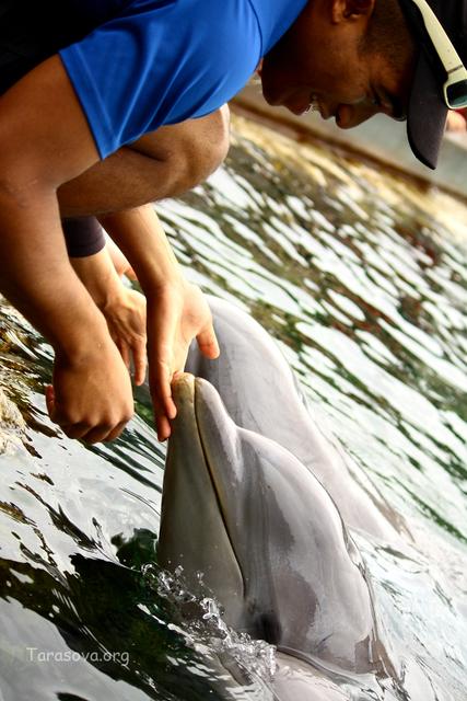 Дельфины очень дружелюбные и общительные