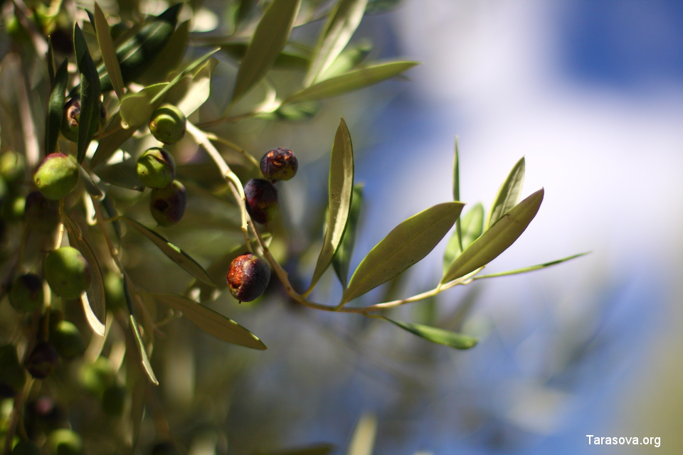 В оливковой роще созрел урожай