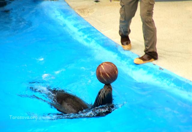 Тюлень показывает трюк с мячом