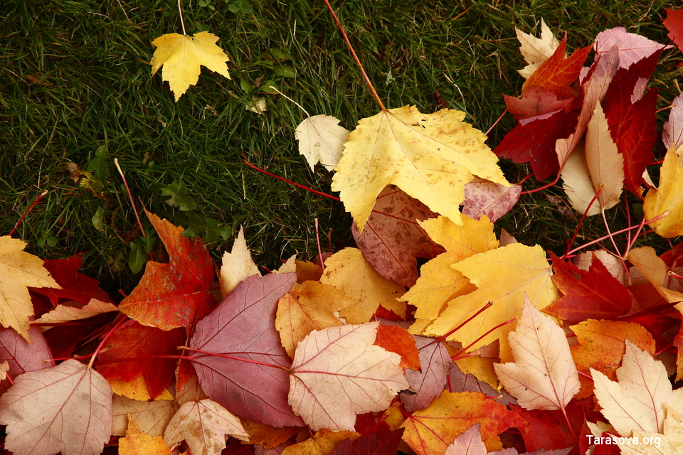 Осень в парке необыкновенно красива: разноцветные листья летают над головой, тихо падают на землю и шуршат под ногами